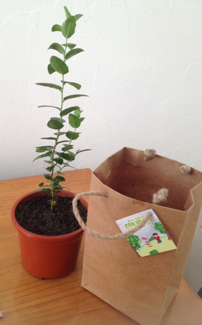 Árbol nativo en bolsa kraft con tarjeta personalizada