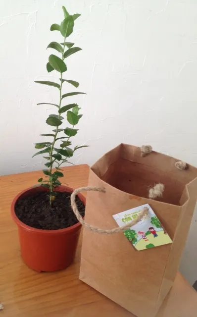 Árbol nativo en bolsa kraft con tarjeta personalizada