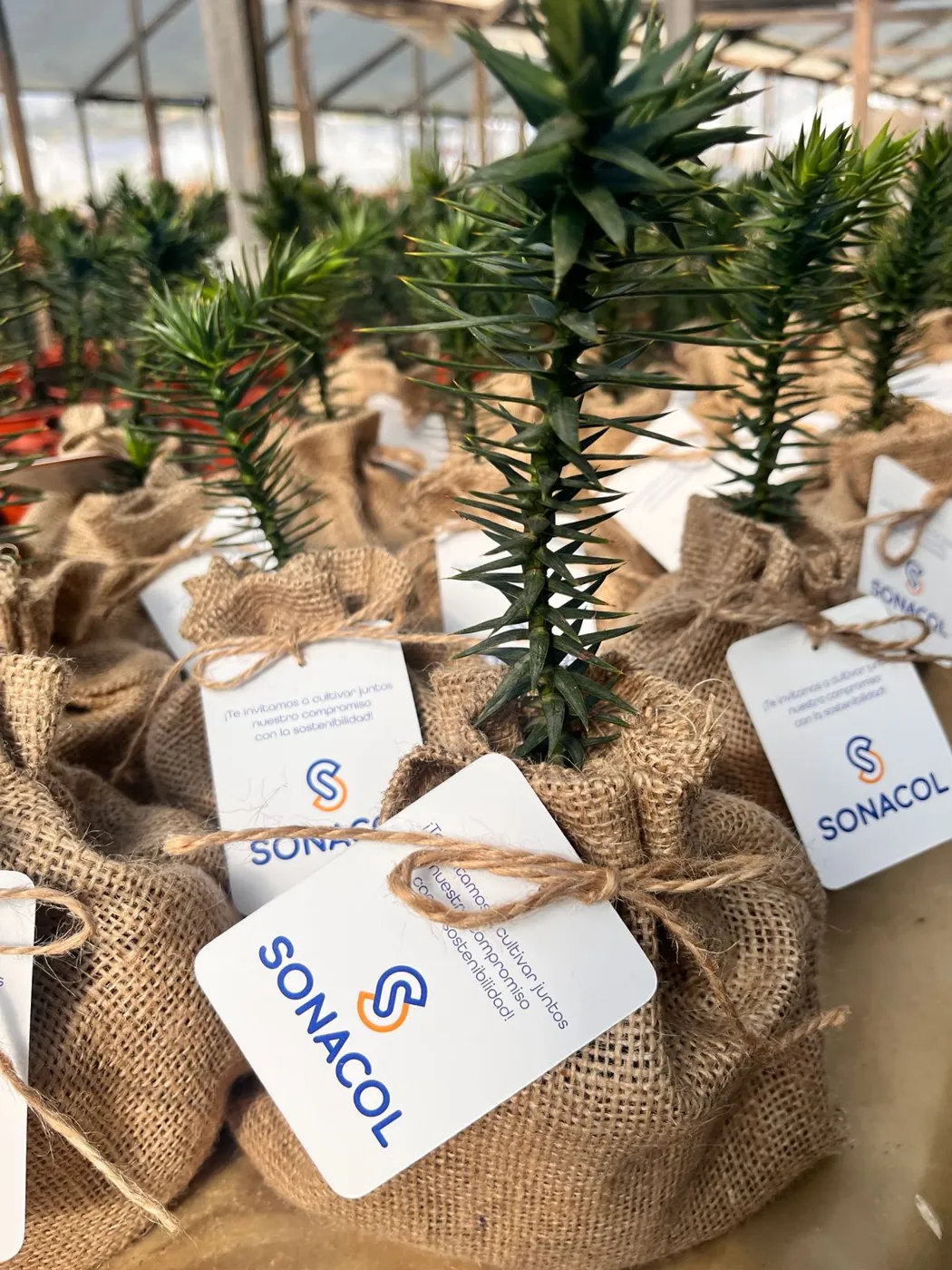 Araucarias en arpillera con tarjeta de la empresa
