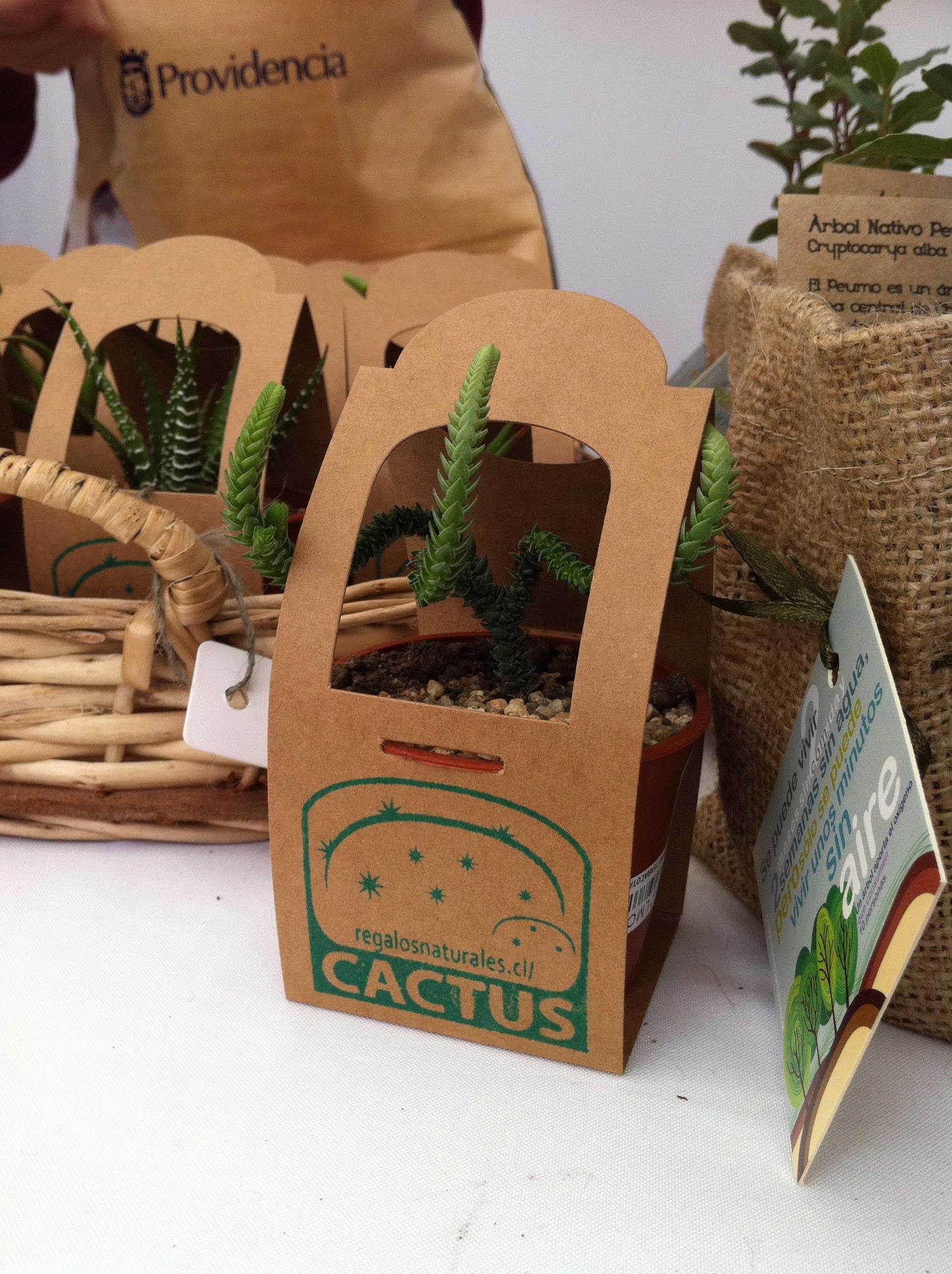 Cactus en envase kraft personalizado con marca regalosnaturales.cl