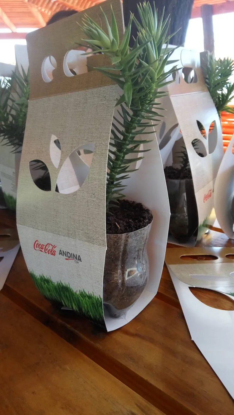 Araucaria en envase tres hojas con macetero reciclado de botella para Coca-Cola Andina