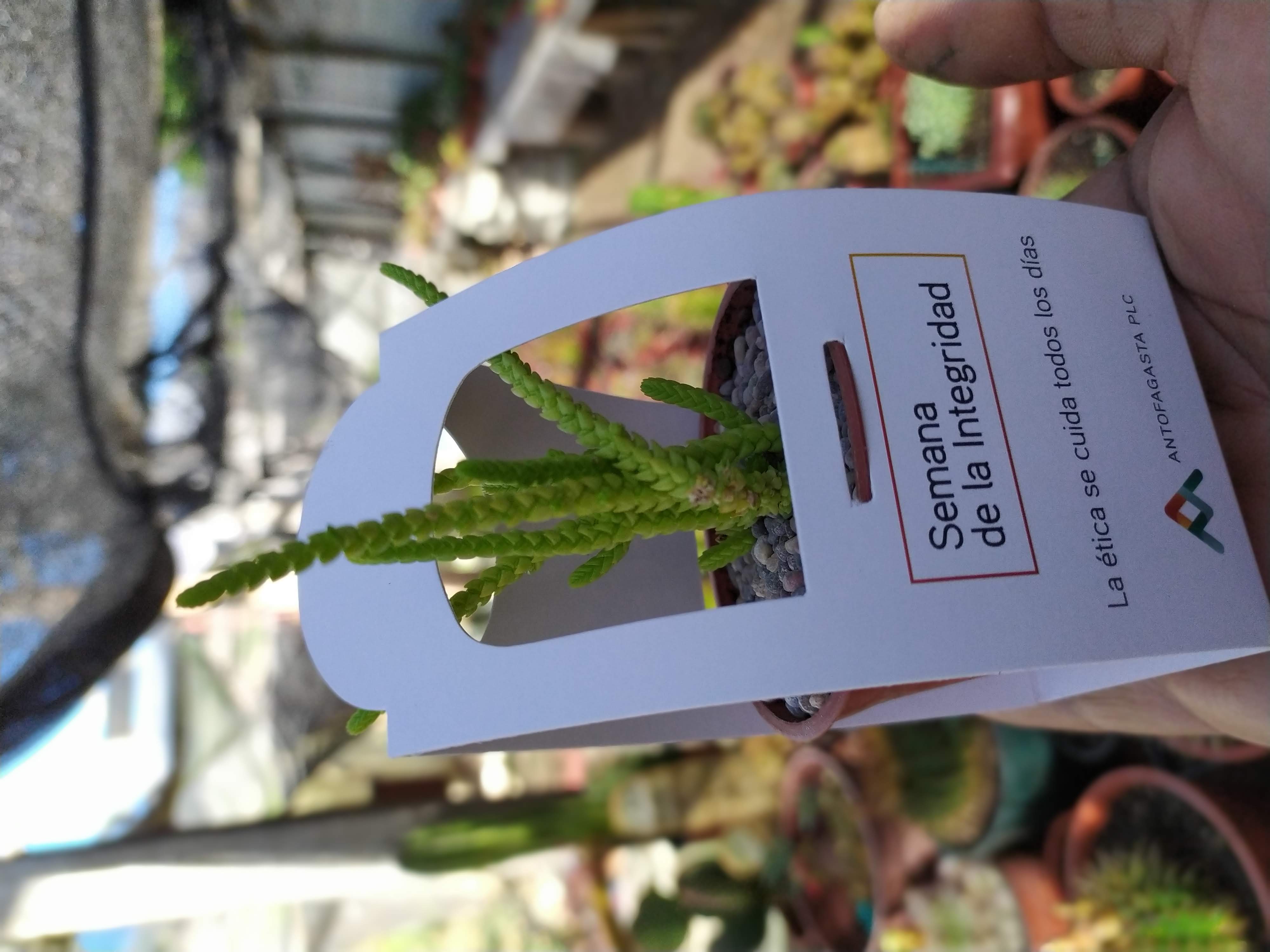 Suculenta personalizada para Antofagasta PLC