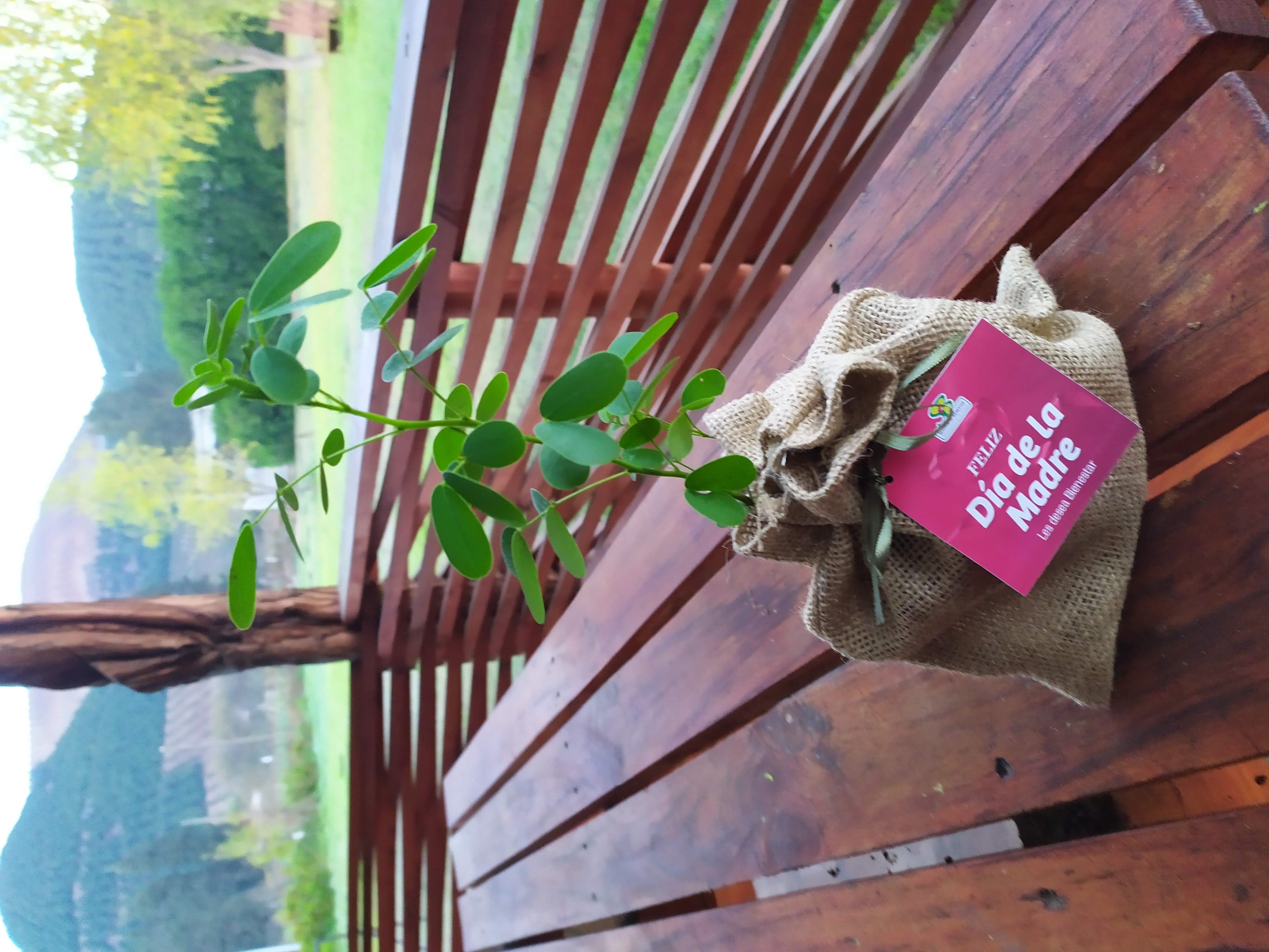 Árbol nativo en arpillera con etiqueta Día de la Madre