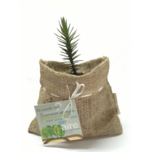 Árbol nativo en arpillera