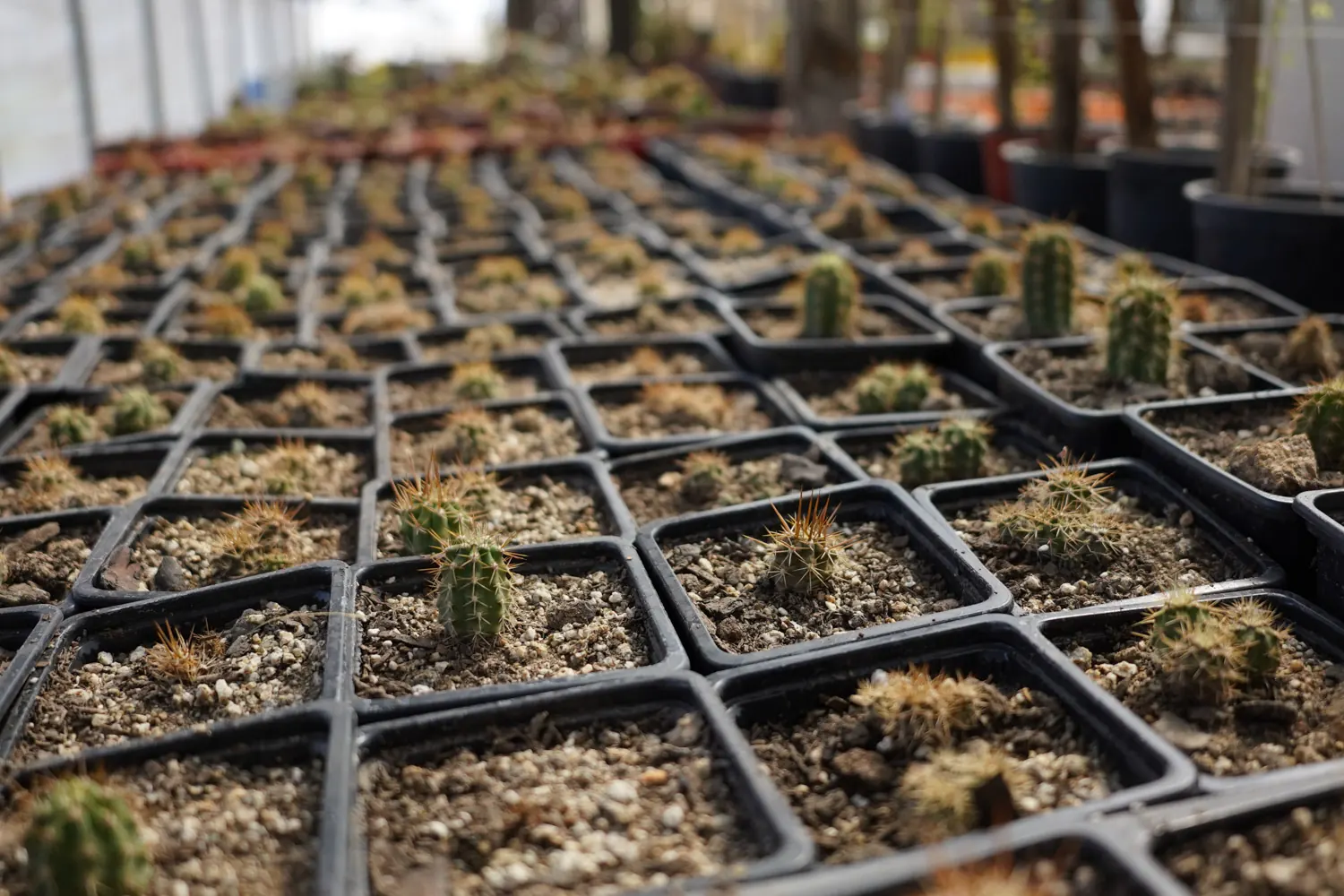 Almácigos en el vivero, semanas antes de ser regalo