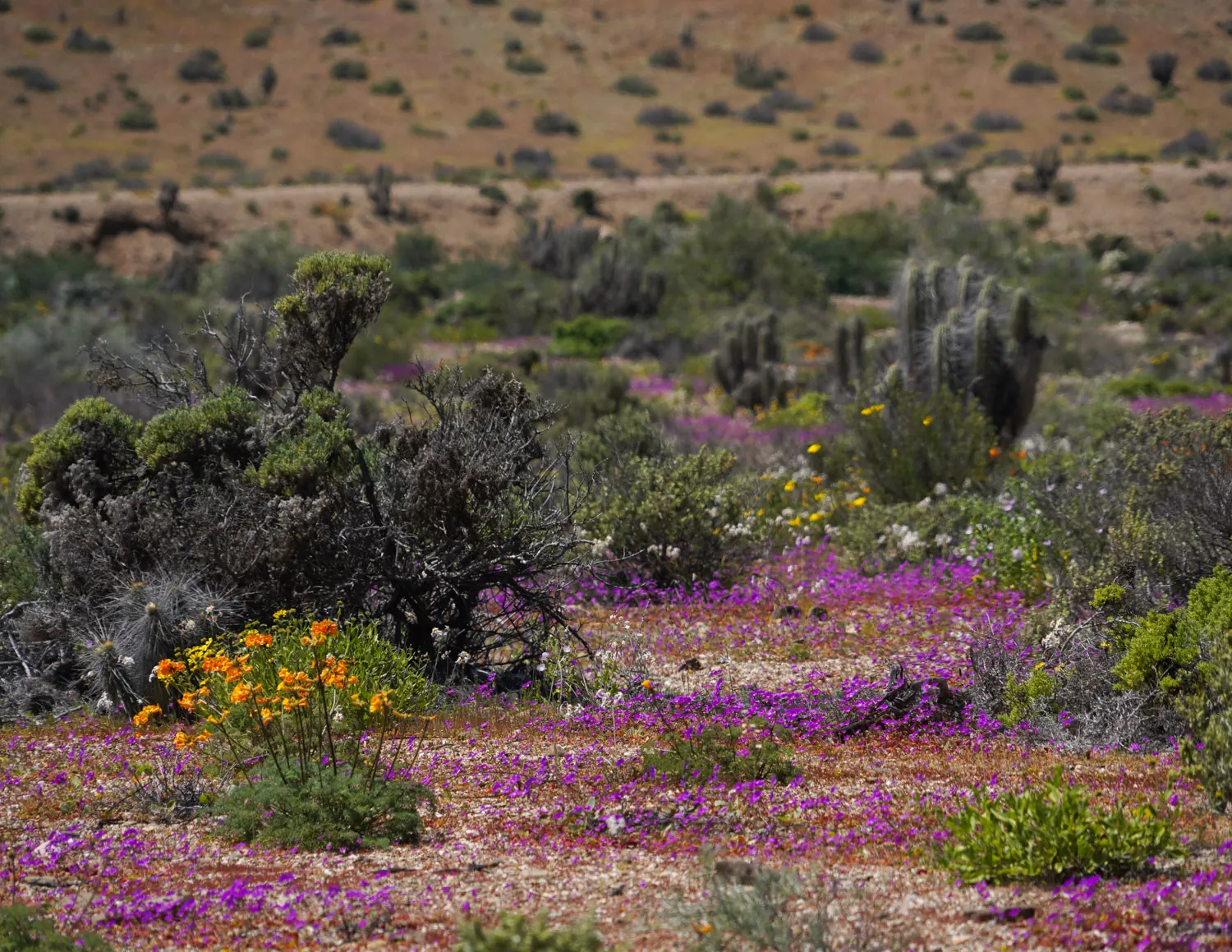 Desierto florido en el norte de Chile