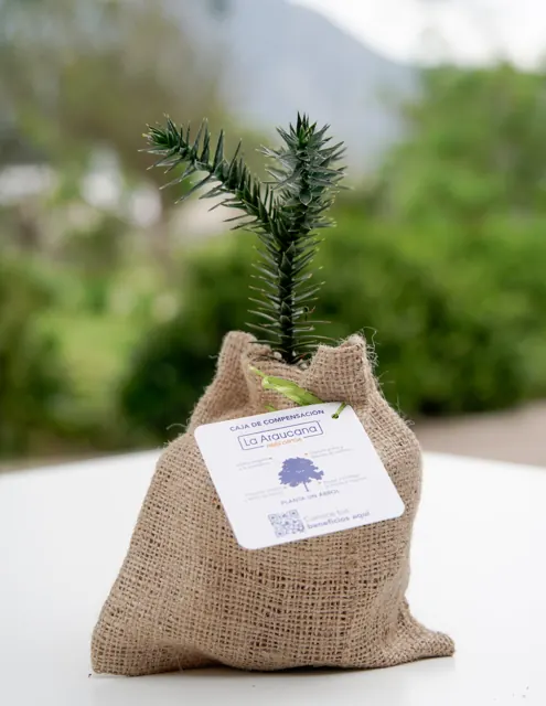 Árbol Nativo Saquito Arpillera